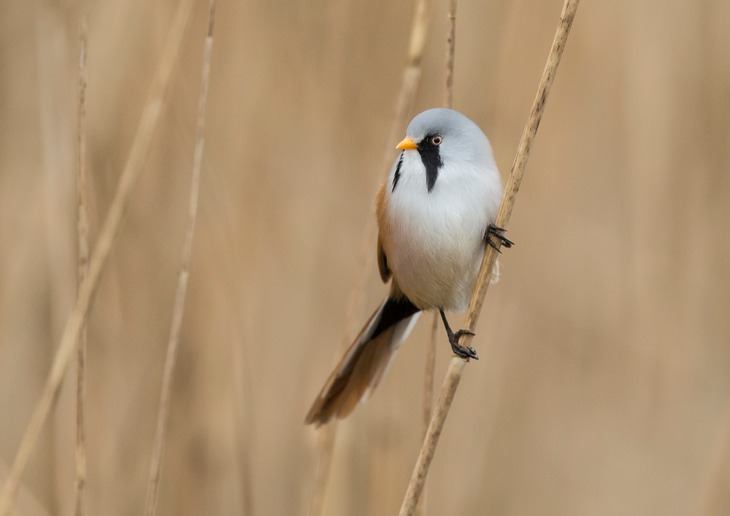 bearded reedling