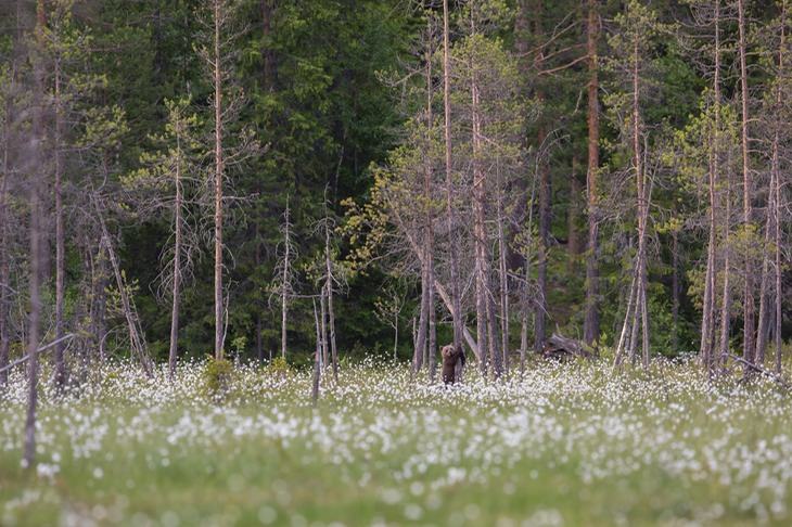 brown bear