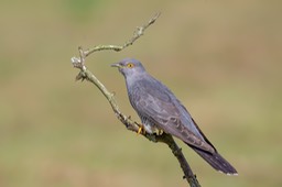 cuckoo