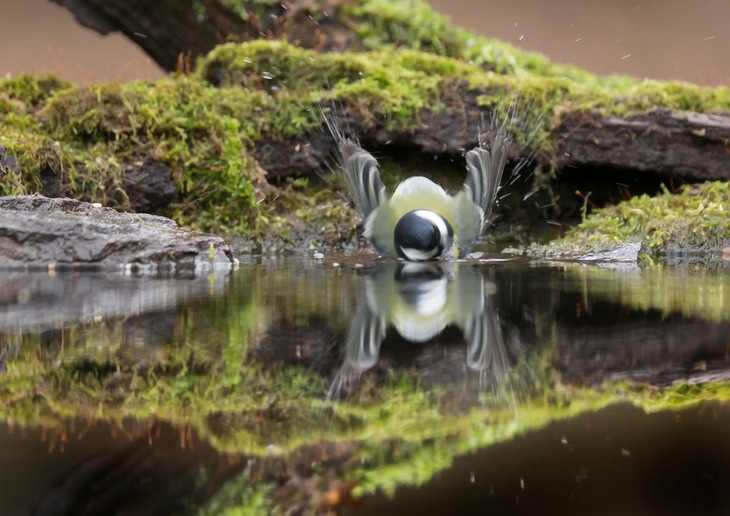 great tit