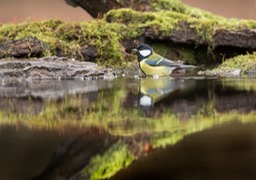 great tit