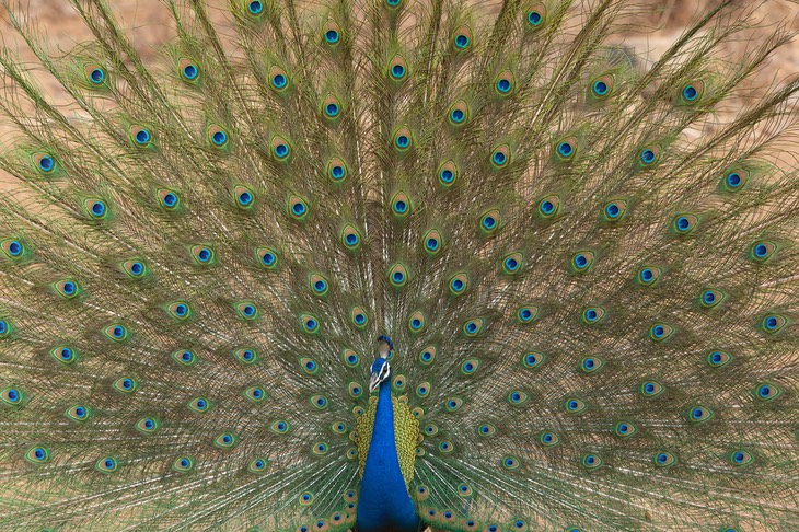 indian peafowl