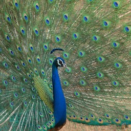 indian peafowl