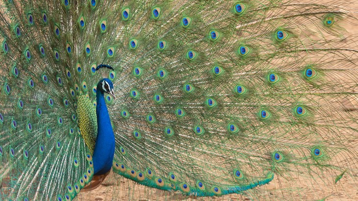 indian peafowl