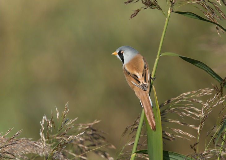 bearded reedling