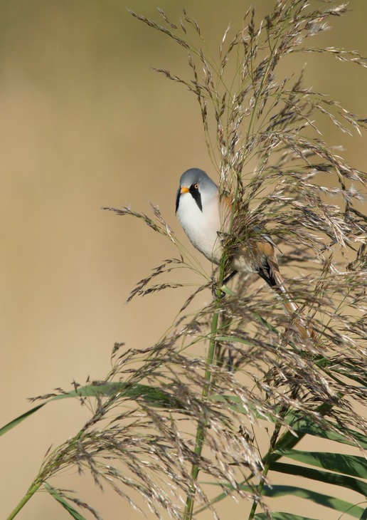 bearded reedling