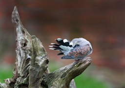 turtle dove