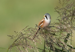 bearded reedling