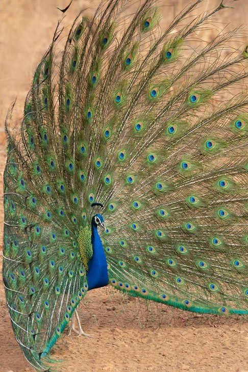 indian peafowl