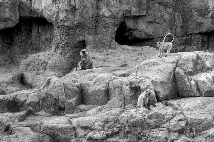 hanuman langur