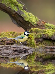 great tit