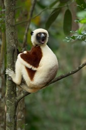 coquerel's sifaka
