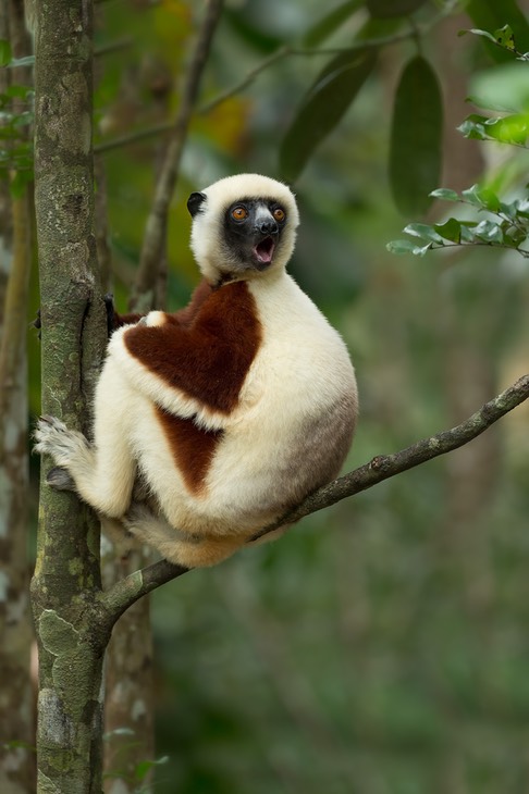 coquerel's sifaka