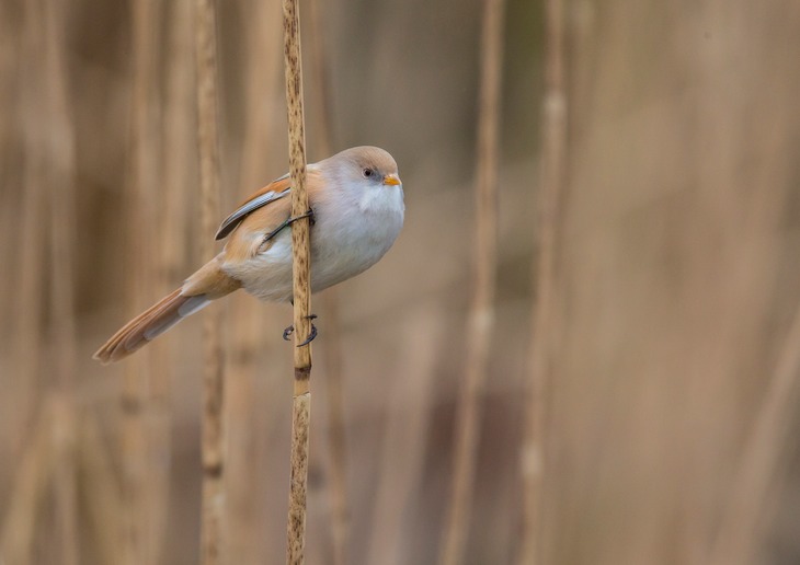 bearded tit