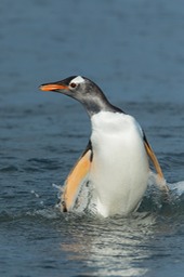 gentoo penguin