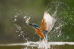 kingfisher