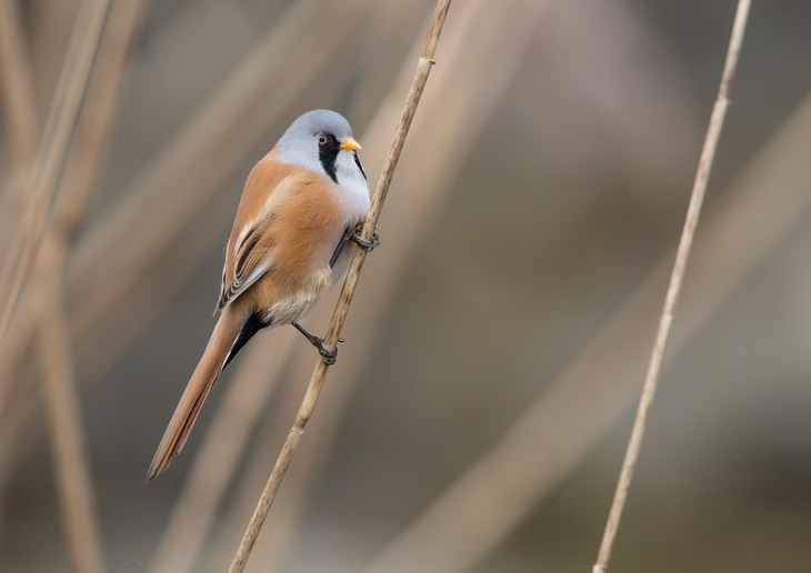 bearded tit