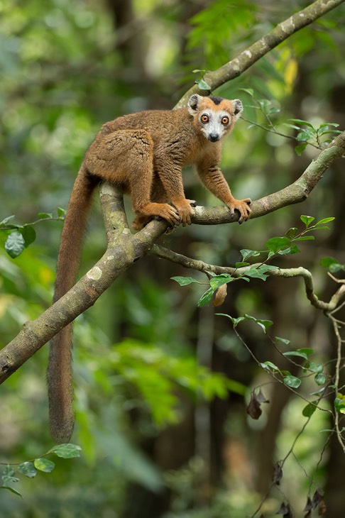 crowned lemur