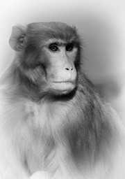 rhesus macaque