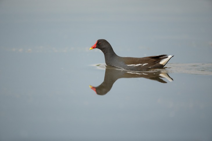 moorhen