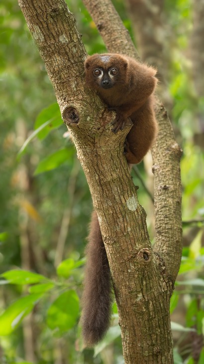 red bellied lemur