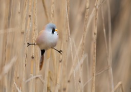 bearded tit