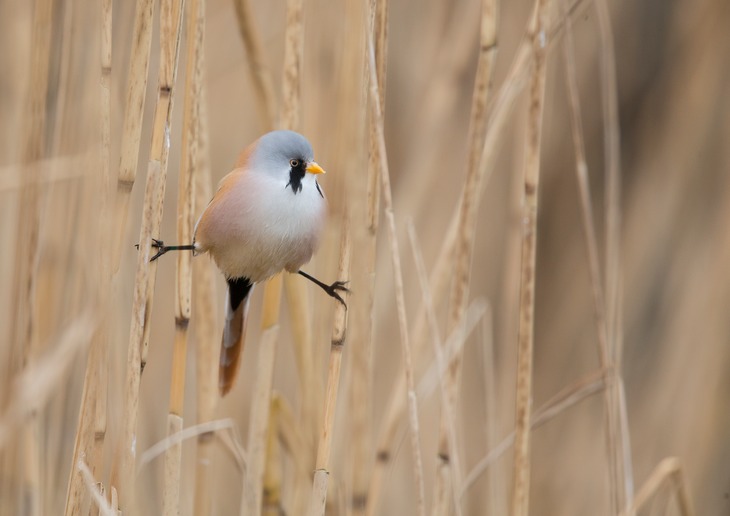 bearded tit