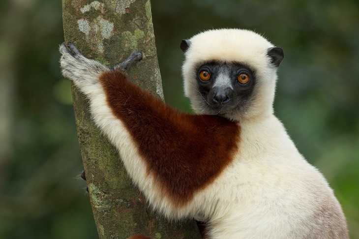 coquerel's sifaka