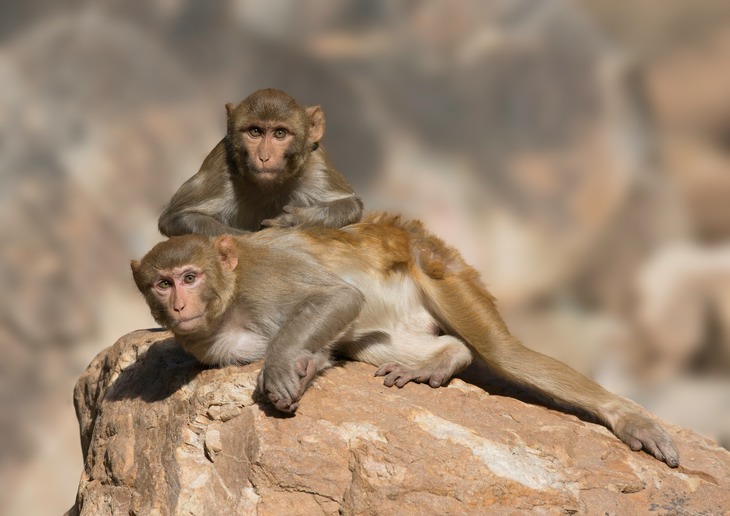 rhesus macaque