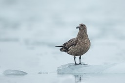 great skua