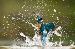 kingfisher