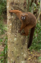 red bellied lemur