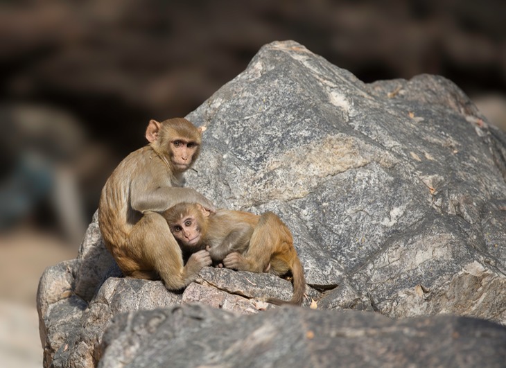 rhesus macaque