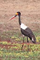 saddle billed stork