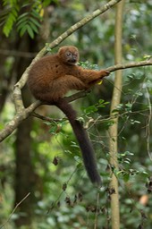 red bellied lemur