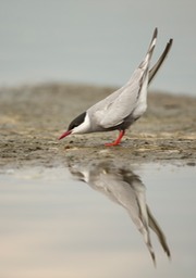 whiskered tern