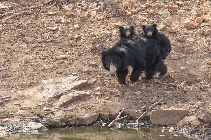 sloth bear