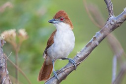 great antshrike