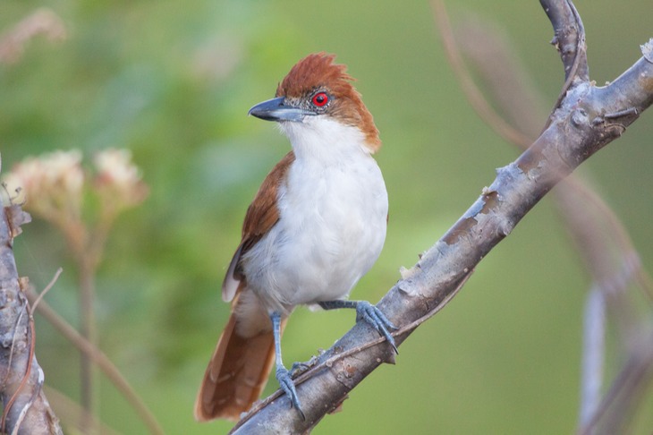 great antshrike