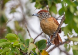 barred antshrike