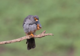 red footed falcon