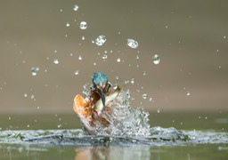 kingfisher