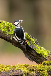 great spotted woodpecker