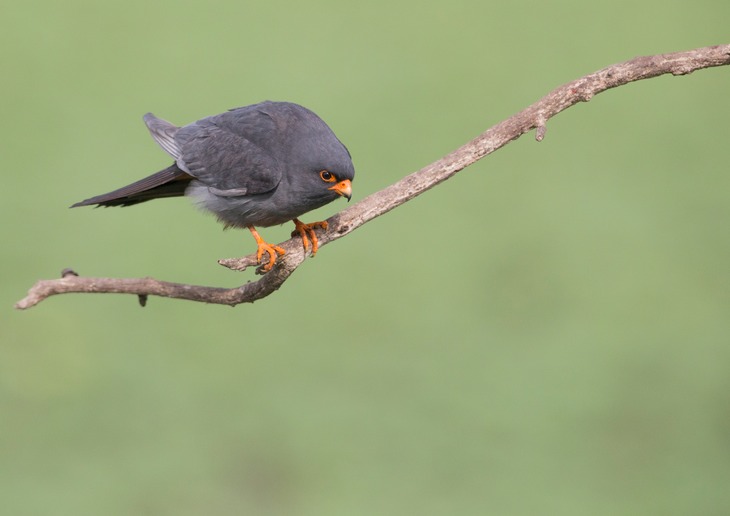 red footed falcon