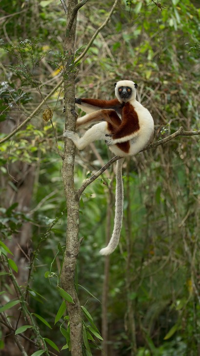 coquerel's sifaka