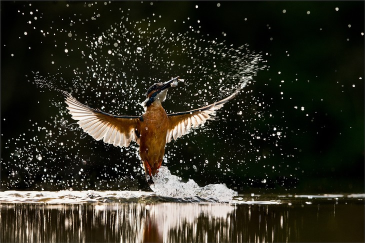 kingfisher