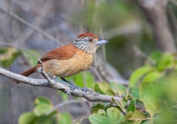 barred antshrike