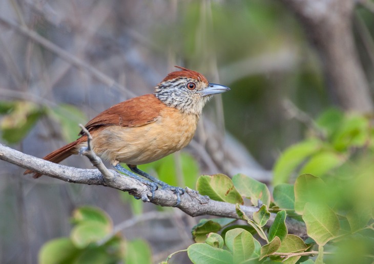 barred antshrike