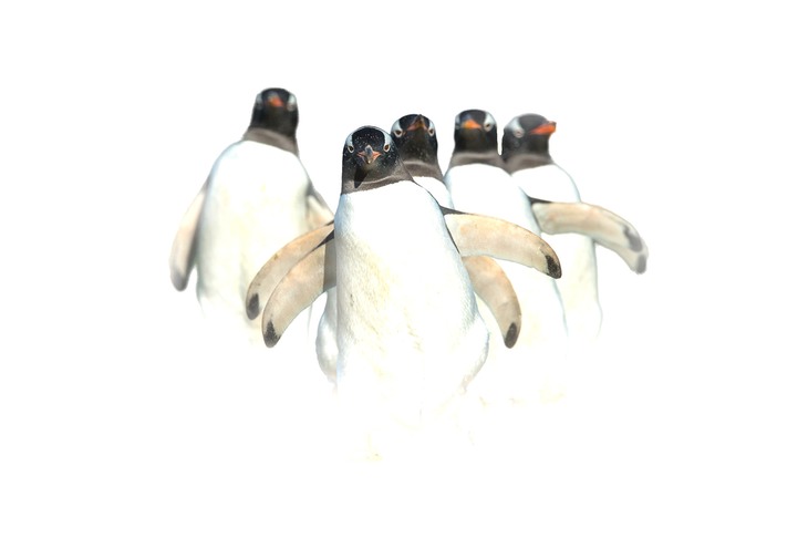 gentoo penguin