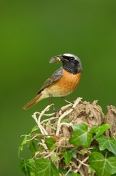 redstart